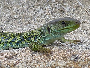 Ocellated Lizard, Gredos - Timon lepidus © John Muddeman